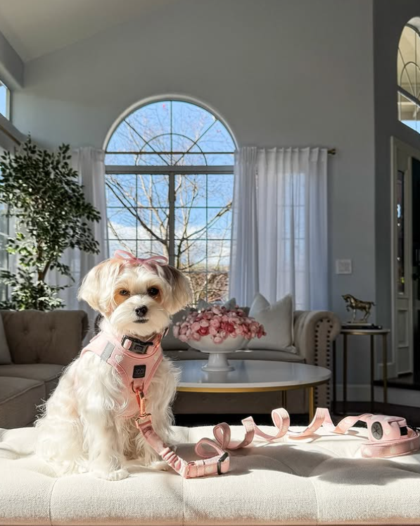 No-Pull Bungee Leash | City Dog Sweetheart