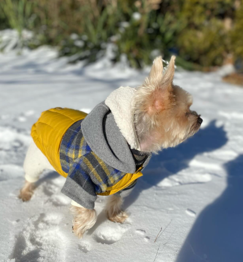 Erin Double Face, Down Puffer Dog Hoodie For Winter