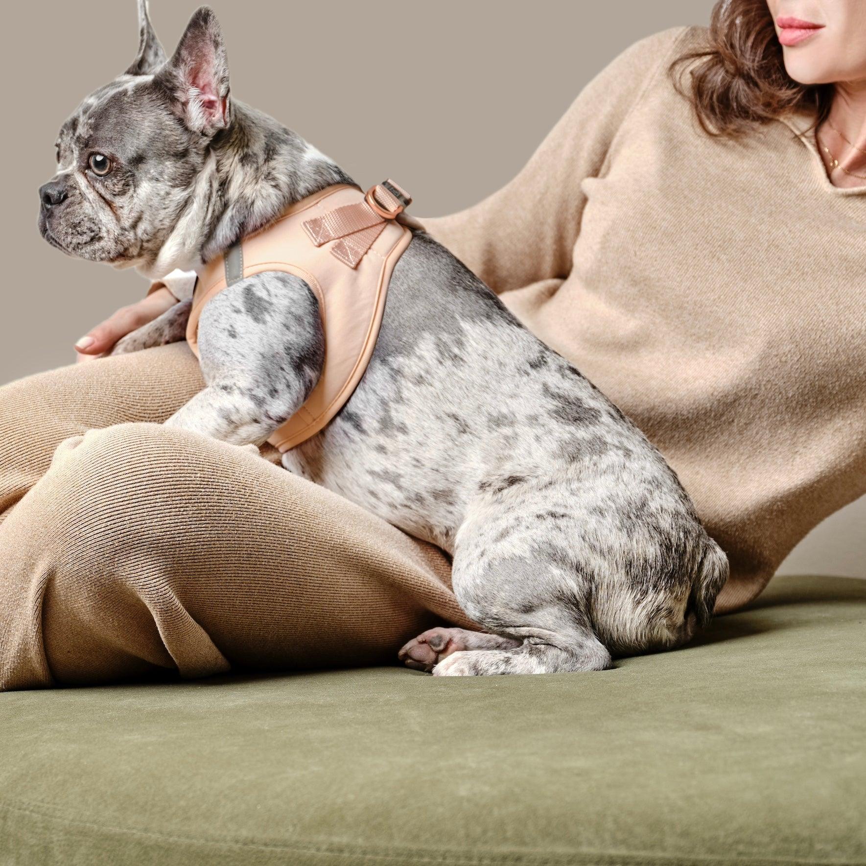 No-Pull, Step-In SoHo Dog Harness For Small Dogs - Dune