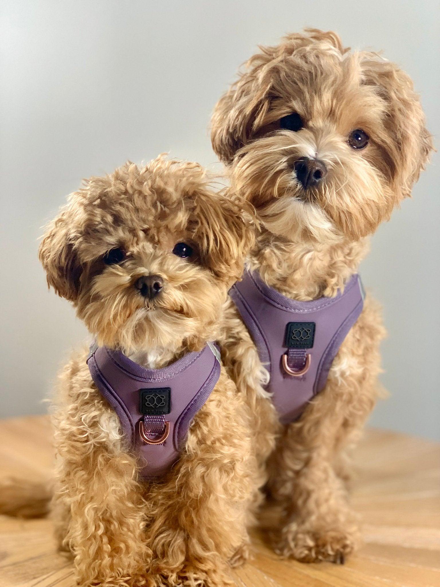 Two small dogs wearing purple harnesses on a wooden floor with a neutral background