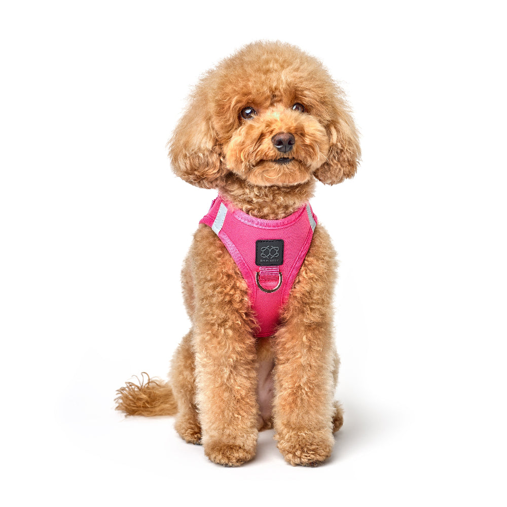 Small female dog wearing a pink harness on a white background