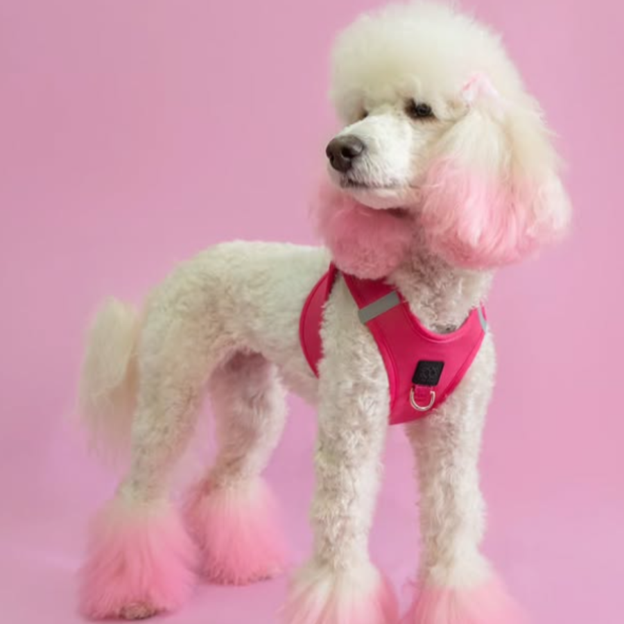 White dog wearing a pink harness on a pink background