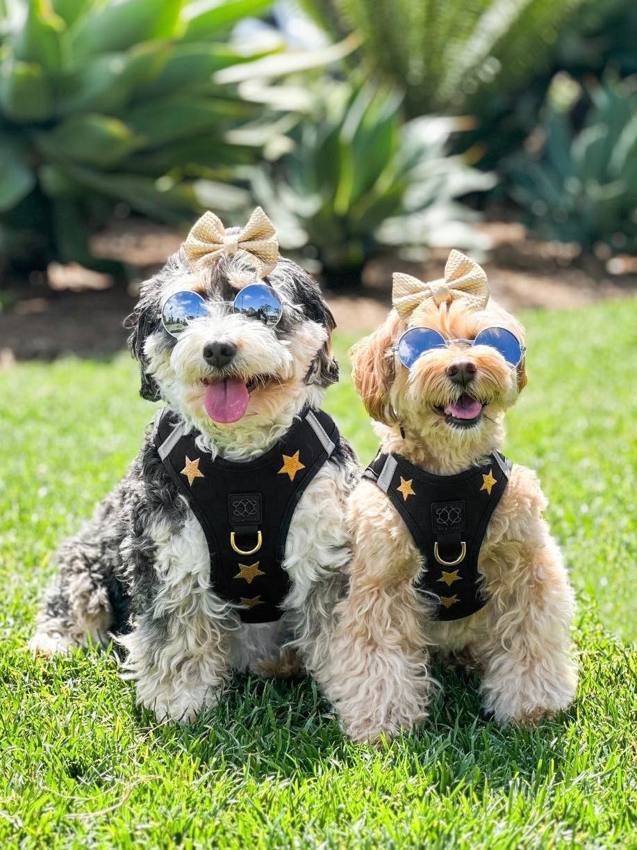 SoHo Rockstar No-Pull Dog Harness – Step-In Designer Fit