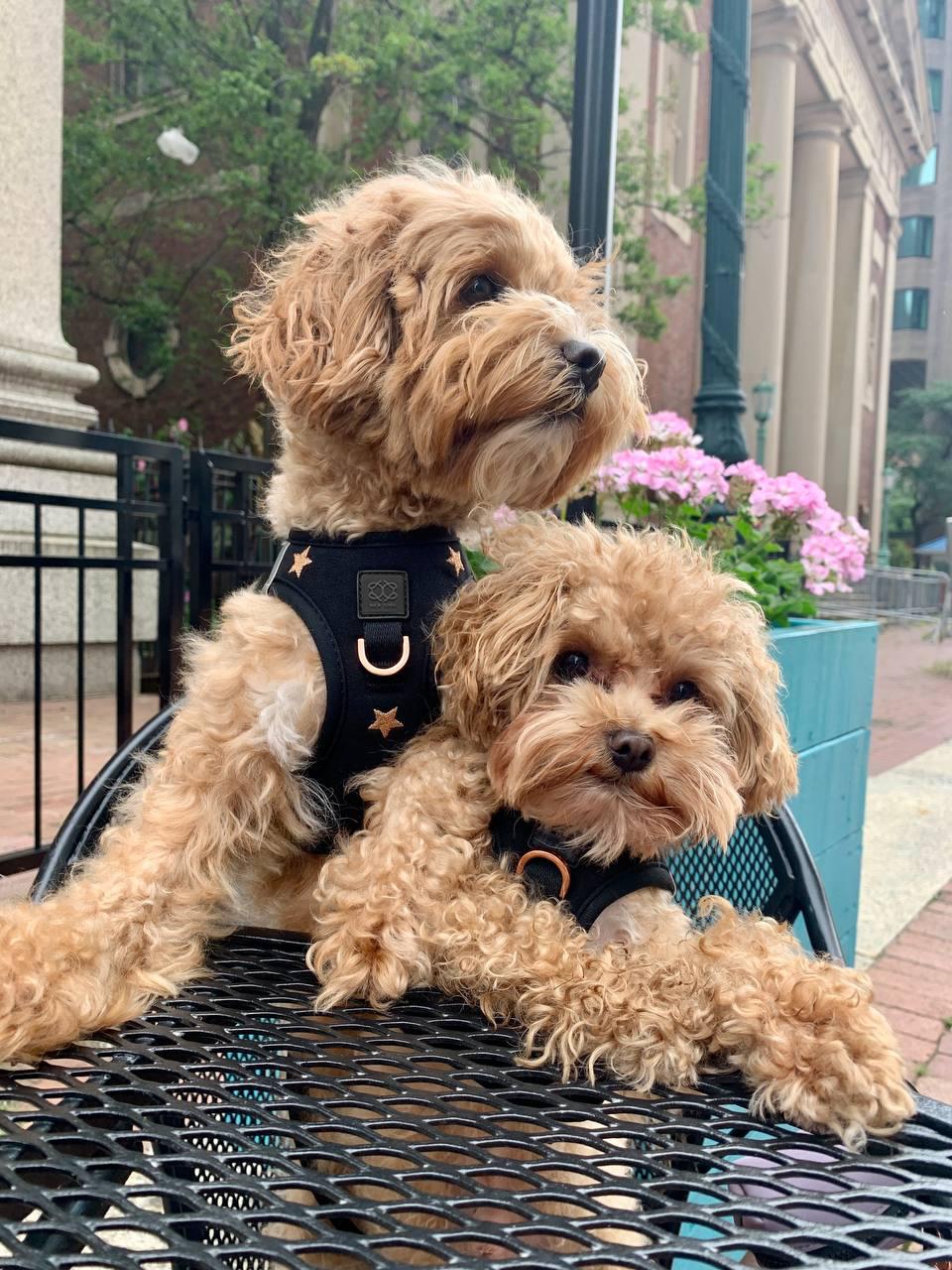 SoHo Rockstar No-Pull Dog Harness – Step-In Designer Fit