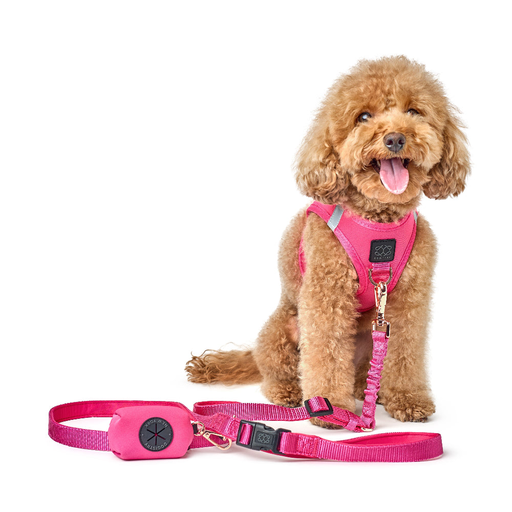 Female dog wearing a pink harness and leash on a white background