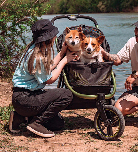 Ibiyaya dog stroller the beast jogger