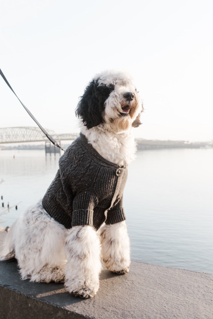 Black and white doodle wearing a charcoal cashmere dog cardigan by the water