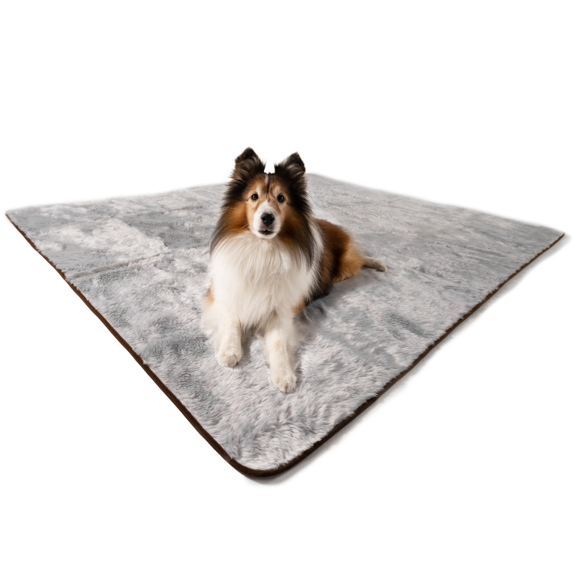 Collie dog sitting on a gray pet mat with a white background