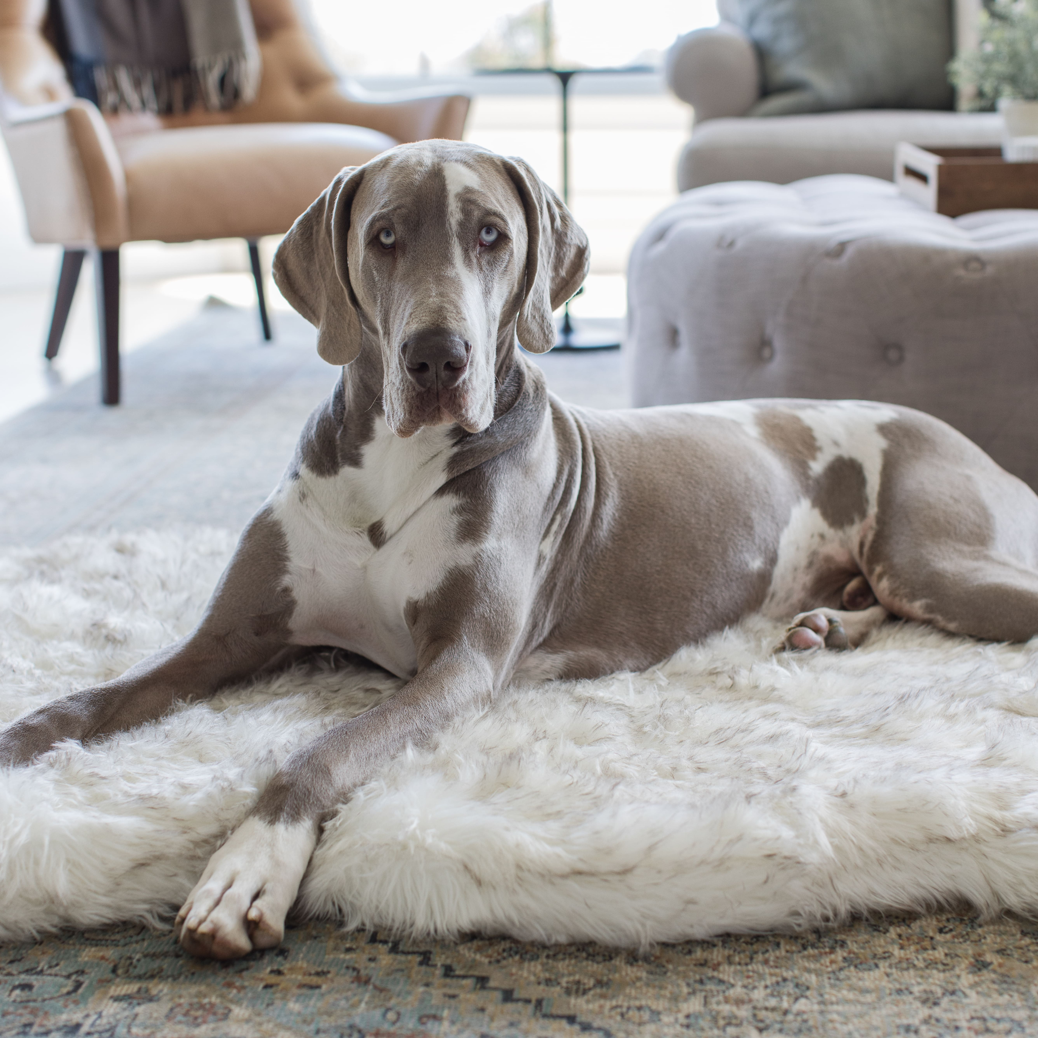 Great dane on puprug giant size dog bed