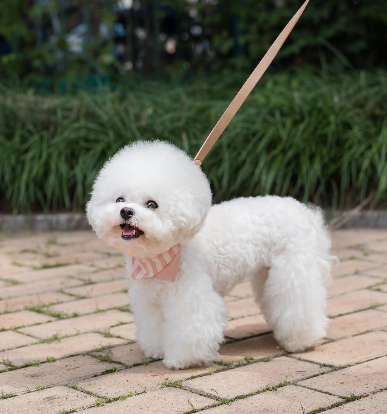 Dog Collar Daisy | Non Toxic Vegan Leather