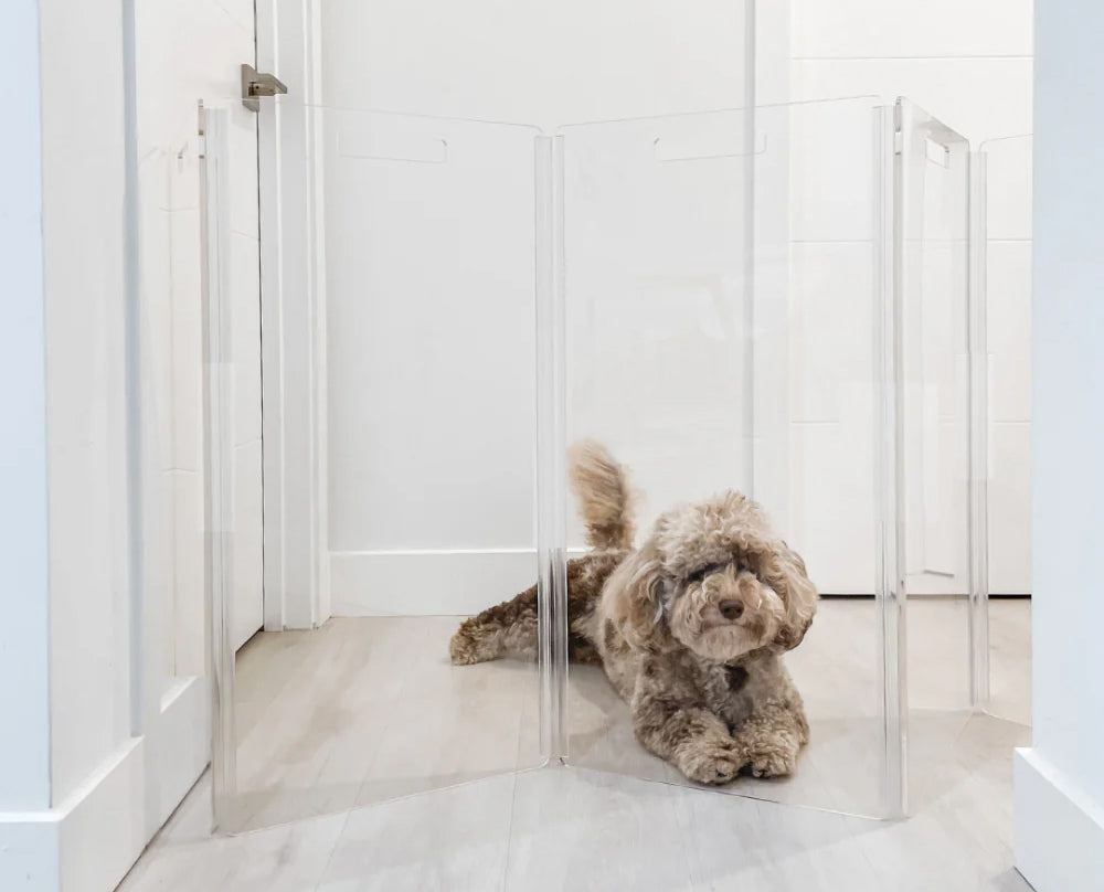 Poodle sitting infront of a clear acrylic pet gate in a modern home