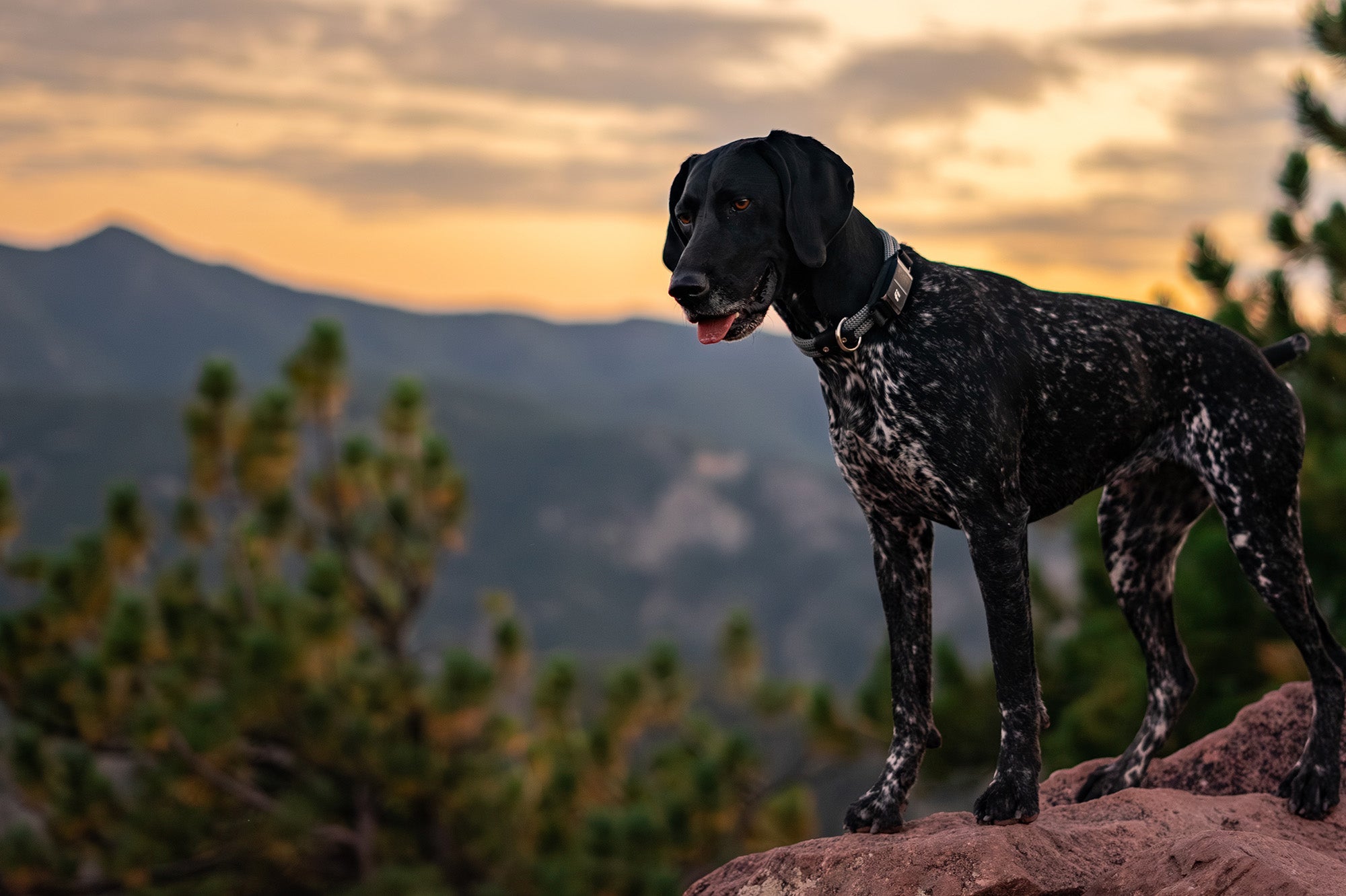 Fi Snap for Dog Collars