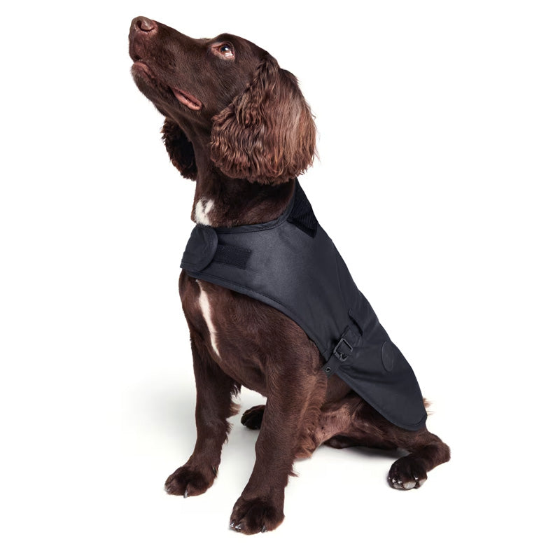 Cocker spaniel with a black barbour dog coat 