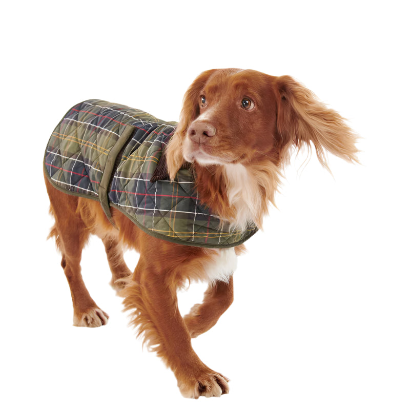 Cocker spaniel wearing Barbour tartan dog coat waterproof