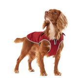 Springer spaniel wearing a waterproof Barbour Monmouth dog coat in red