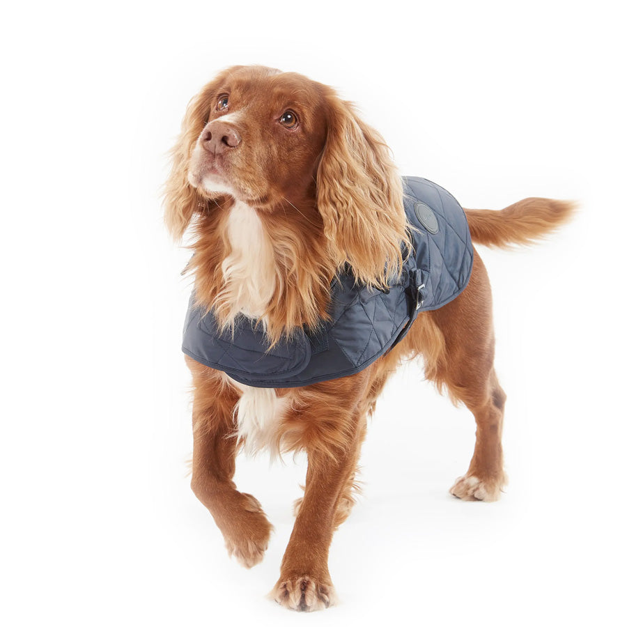 Brown springer spaniel wearing a Barbour tartan dog coat in navy