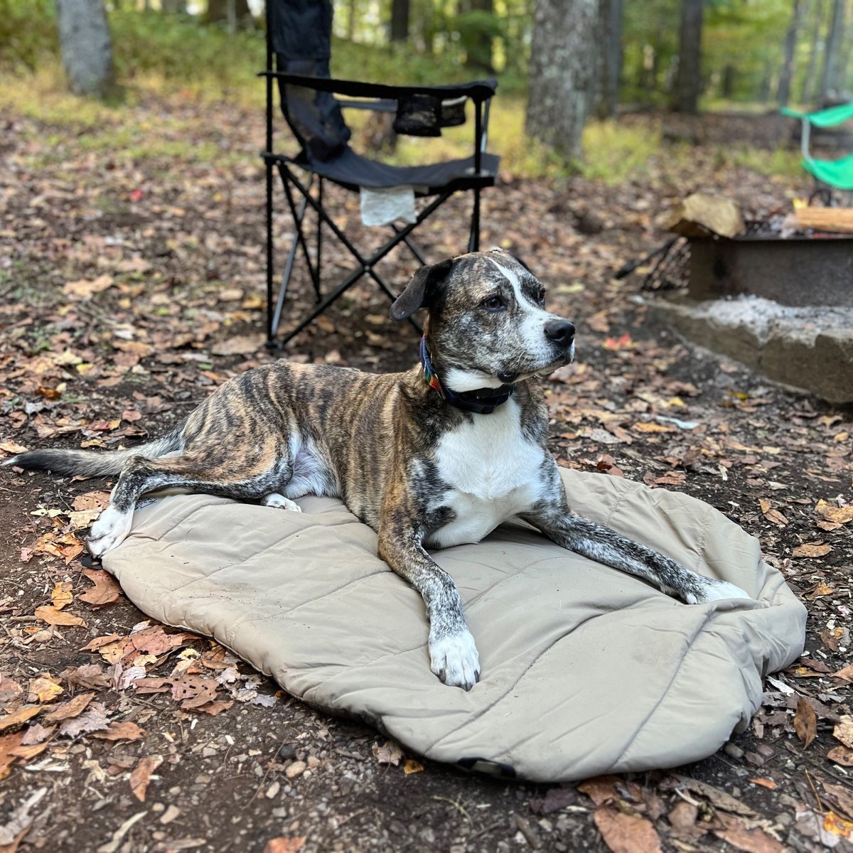 Bed 'n a Bag Travel Dog Bed