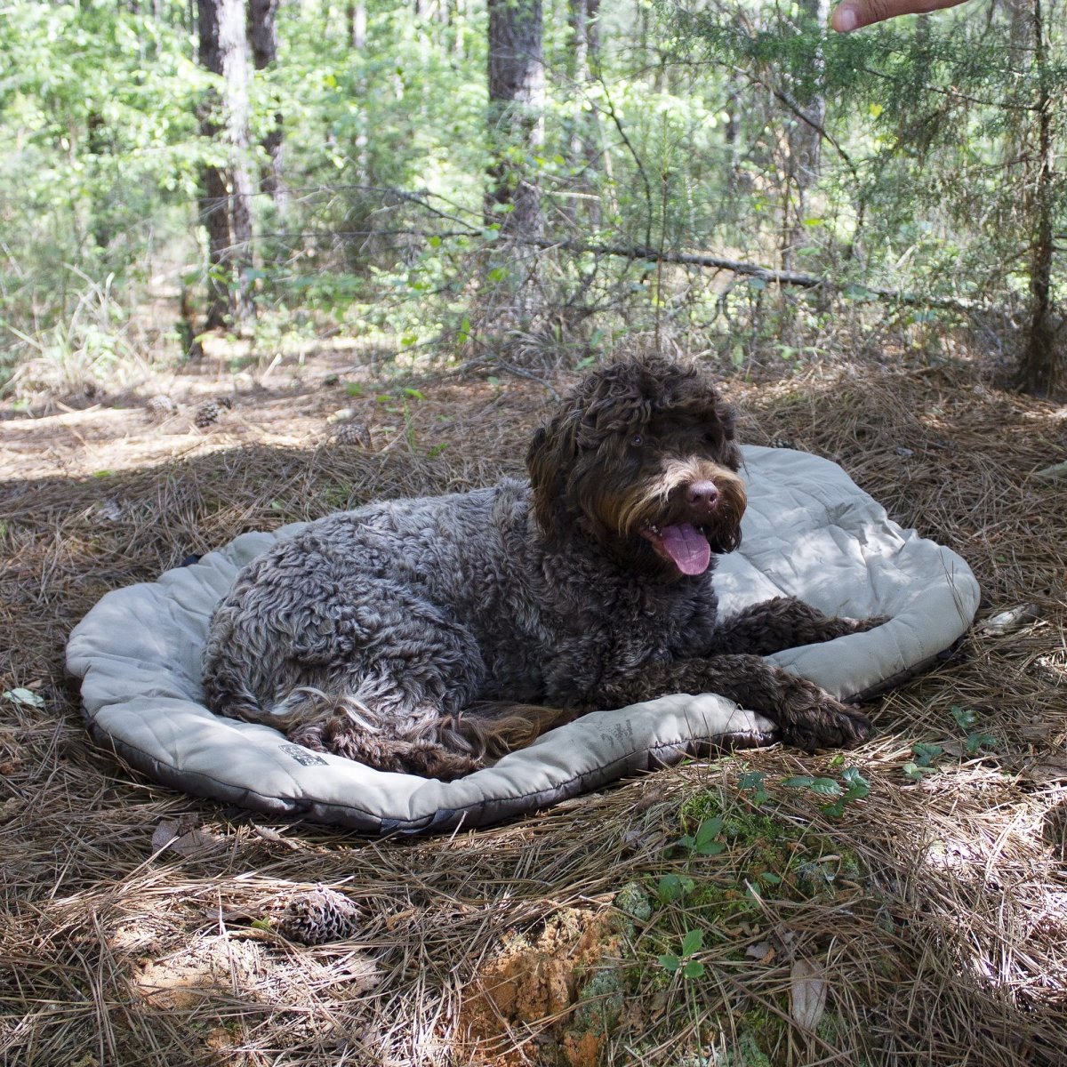 Bed 'n a Bag Travel Dog Bed