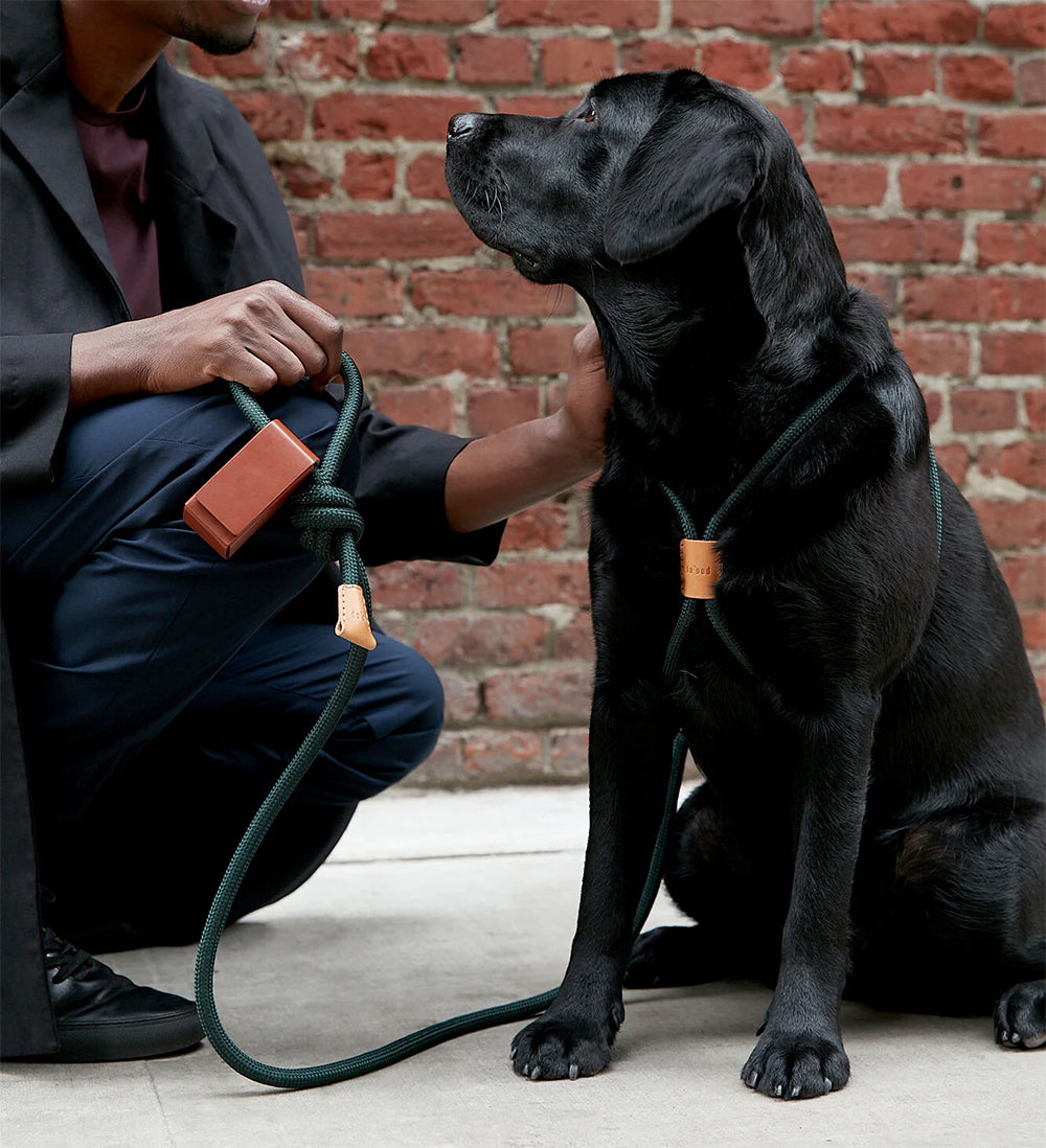 Black labrador with chic Boo ohdog harness