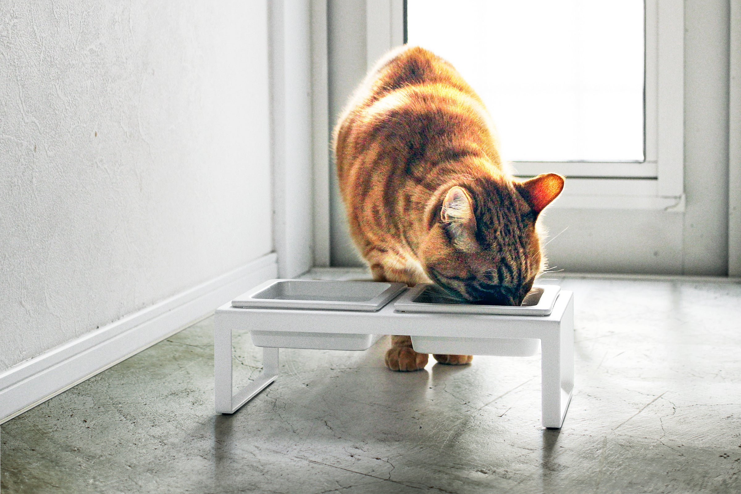 cat eating from yamazaki ceramic bowls with stand