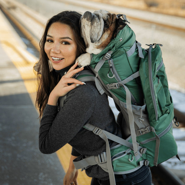 Dog mom carrying big size bulldog on a backpack carrier 