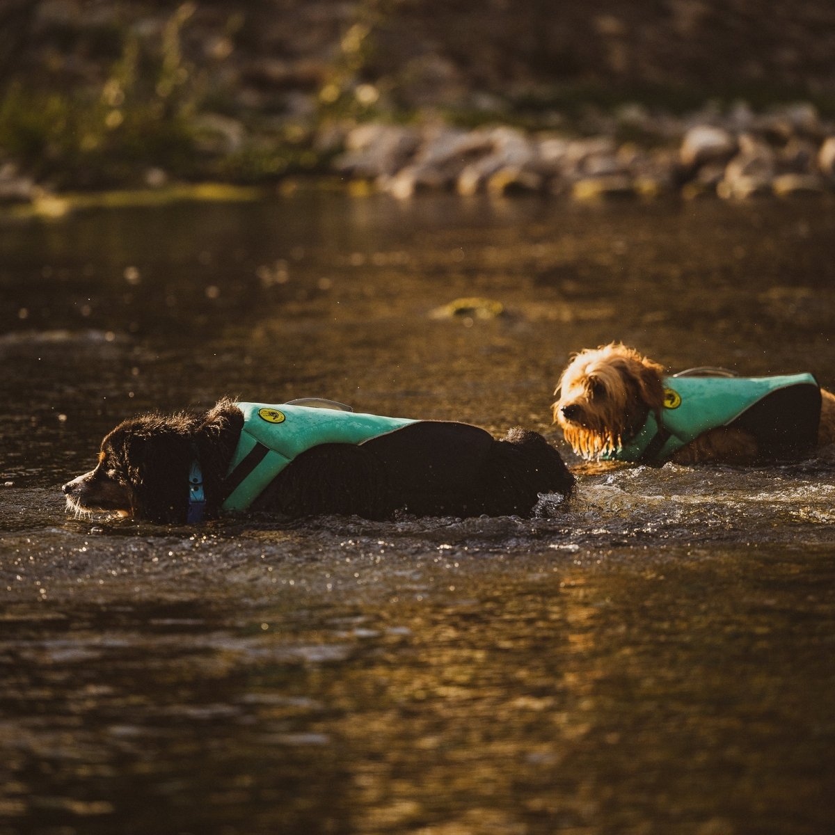 Two dogs wearing teal life vests swimming in a body of water.