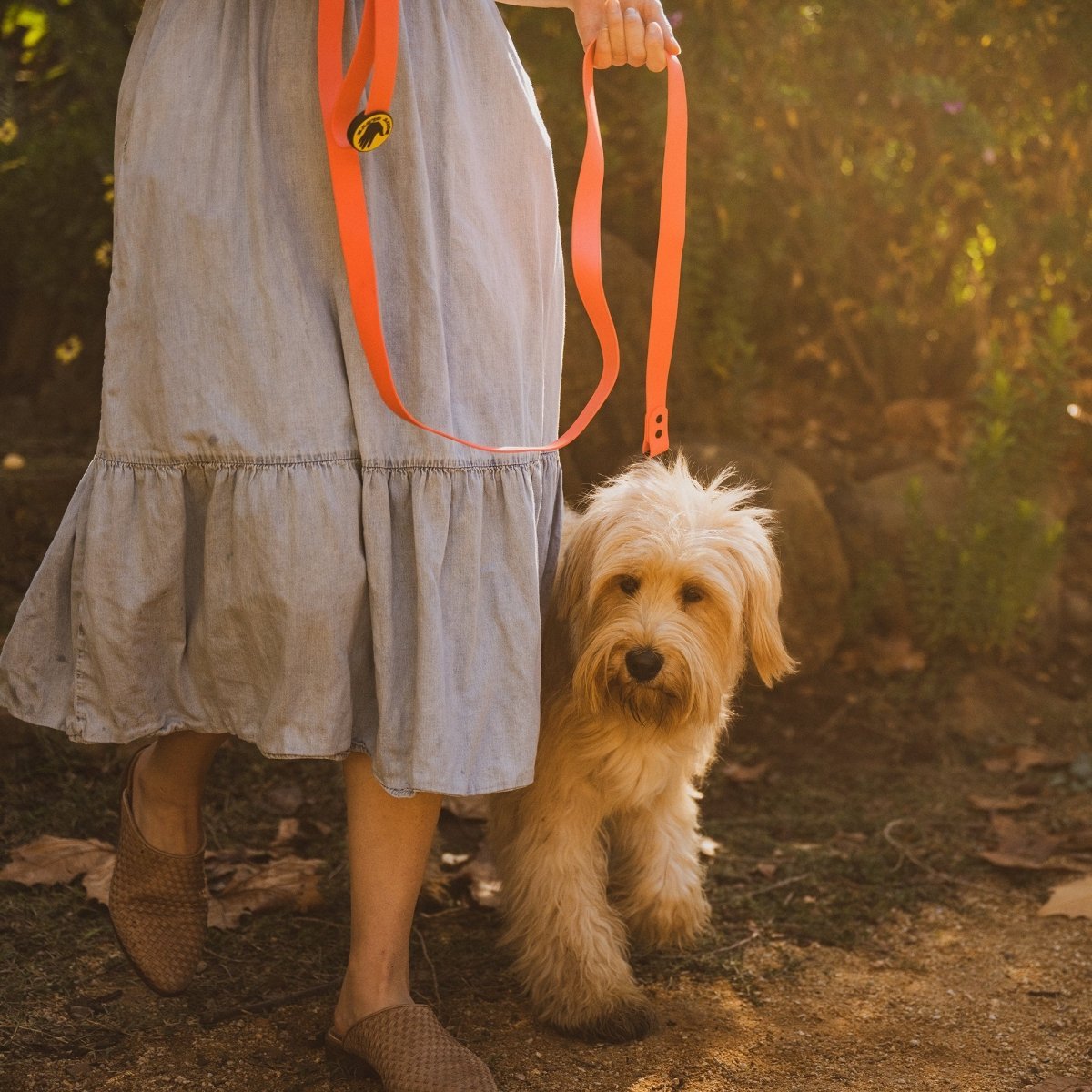 waterproof leash set with medium size cute dog