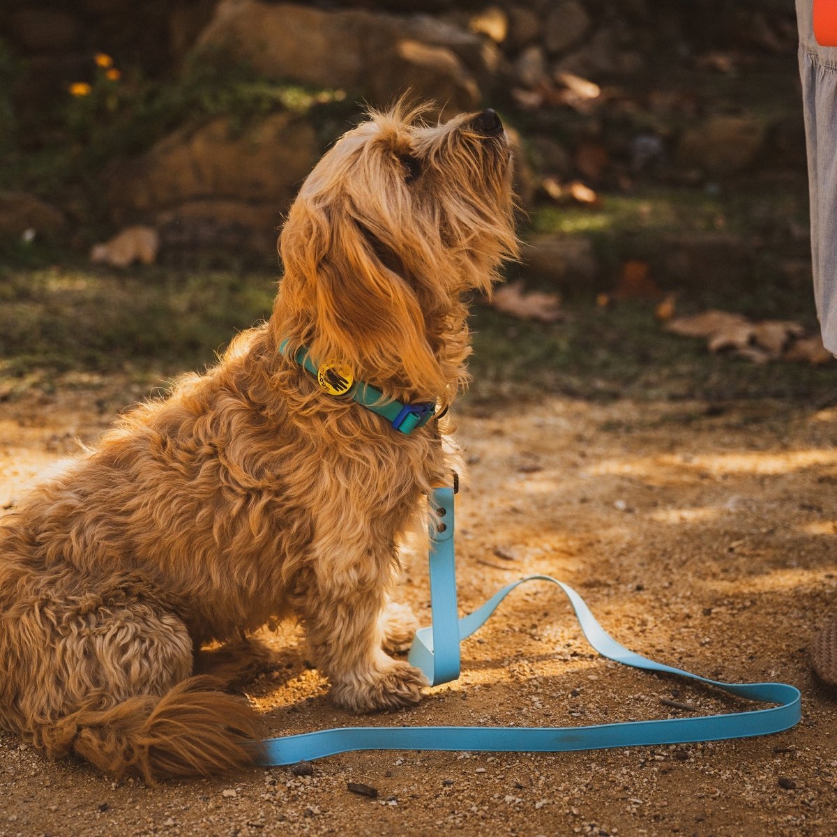 Brown dog with Body Glove waterproof dog leash