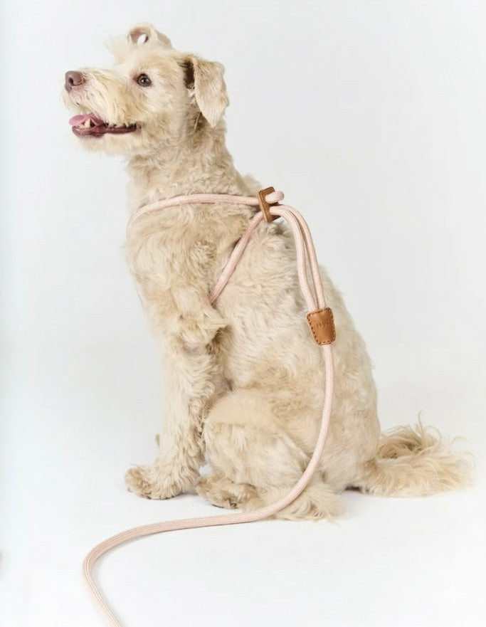 Ray Dog Harness by Boo Oh Gold
