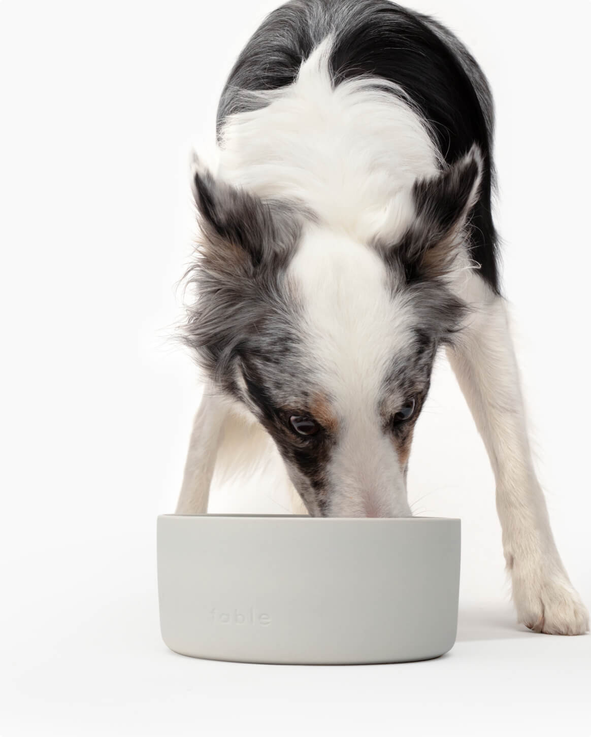 Certified BPA, Lead-Free Signature Dog Bowls by Fable
