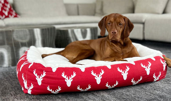 Vizsla dog on a large size Christmas bed
