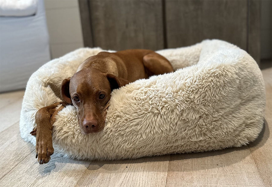 Large dog on calming plush dog bed in beige color