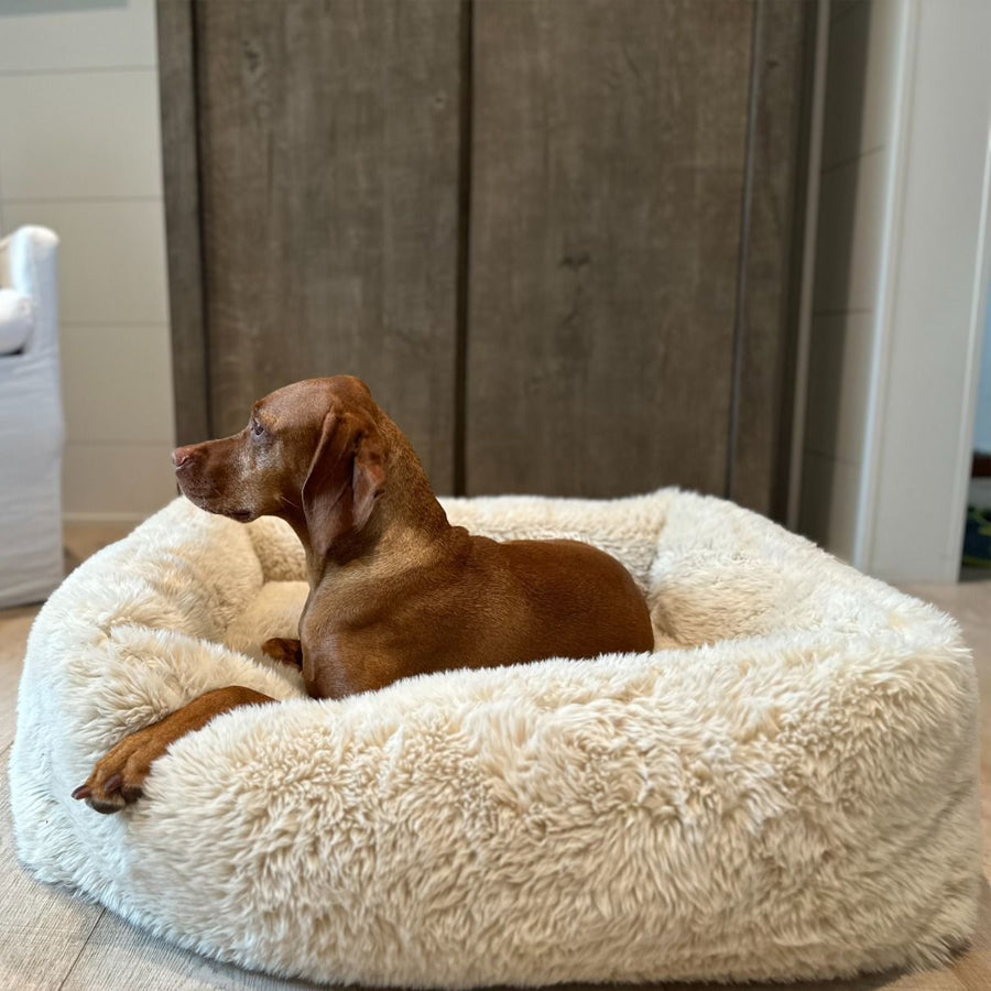 Large dog on calming pet bed