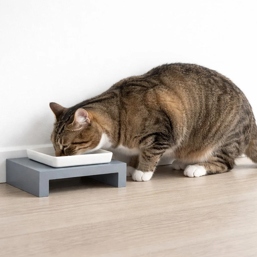 Abyssinian cat eating from elevated ceramic cat bowl on wood stand