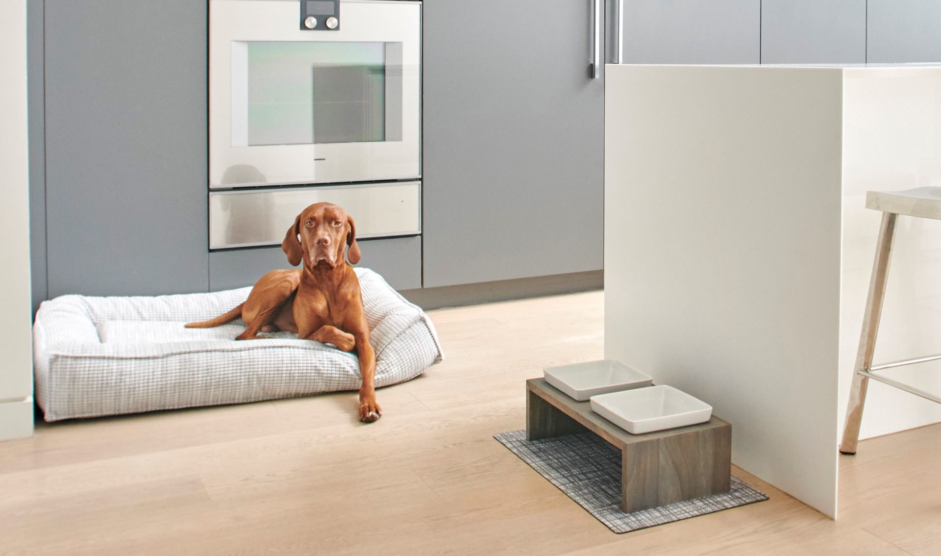 large size dog on a futon bed and stylish dog feeder