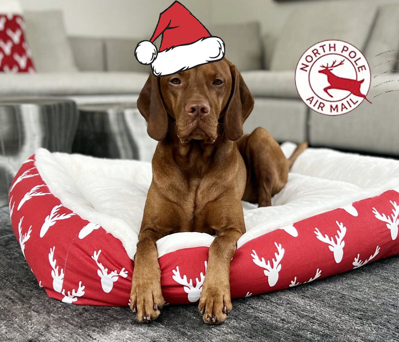Vizsla dog on a holiday themed large size dog bed