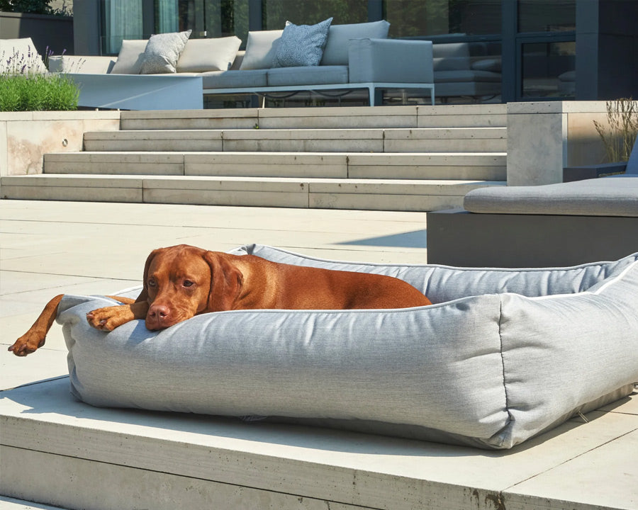 Large size dog vizsla breed on an outdoor patio bed by the pool