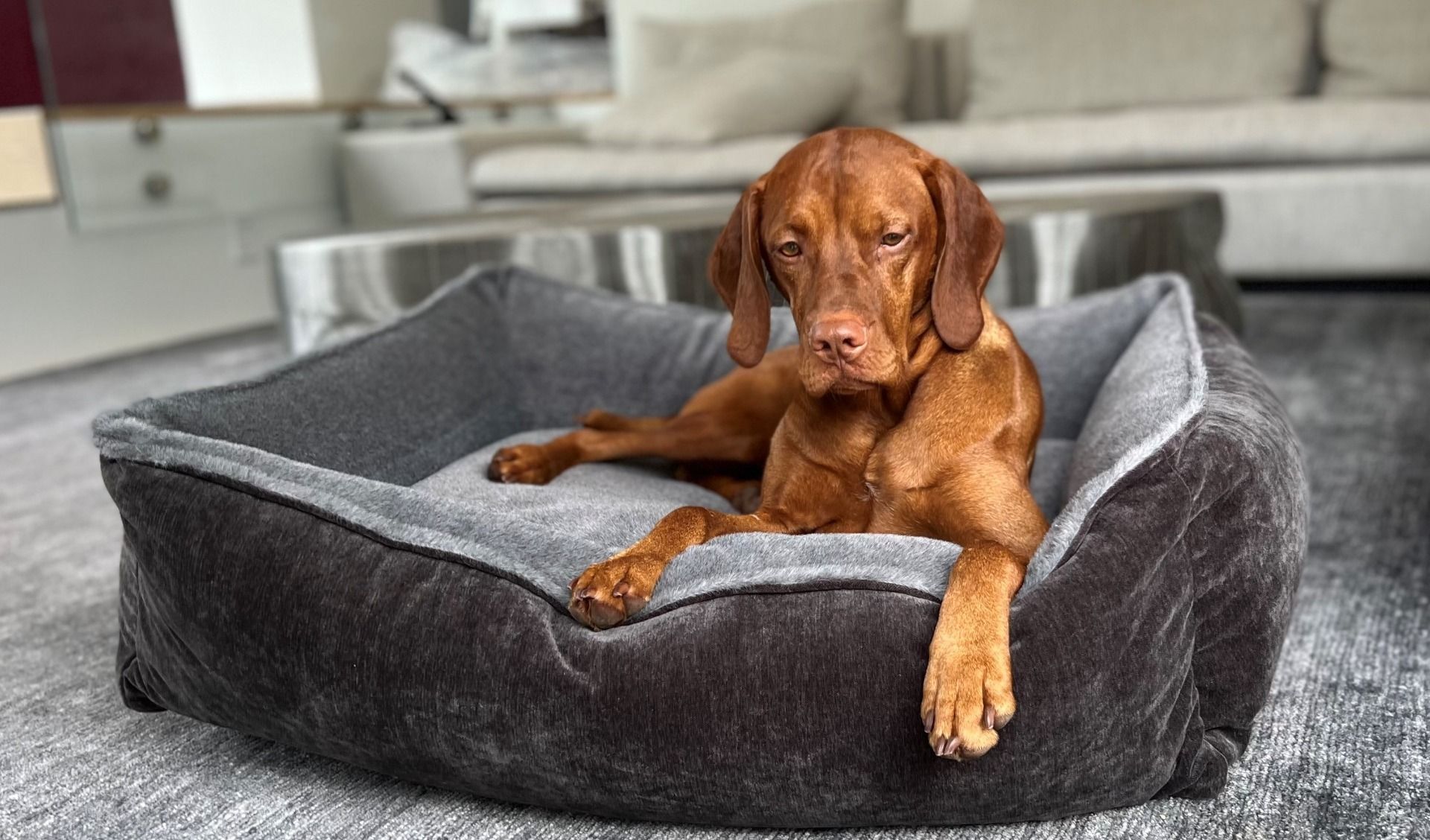 Bowsers B-Lounge cashmere fur dog bed