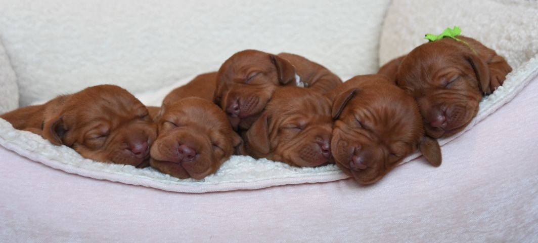 Puppies in luxury Bowsers dog bed