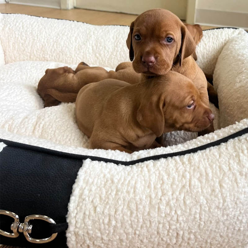 Puppies on the cutest warm dog bed by bowsers