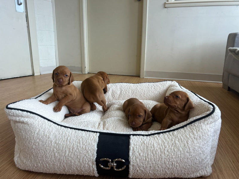 Puppies on large size dog bed