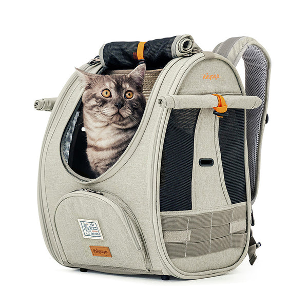Cat sitting inside ibiyaya cat carrier backpack