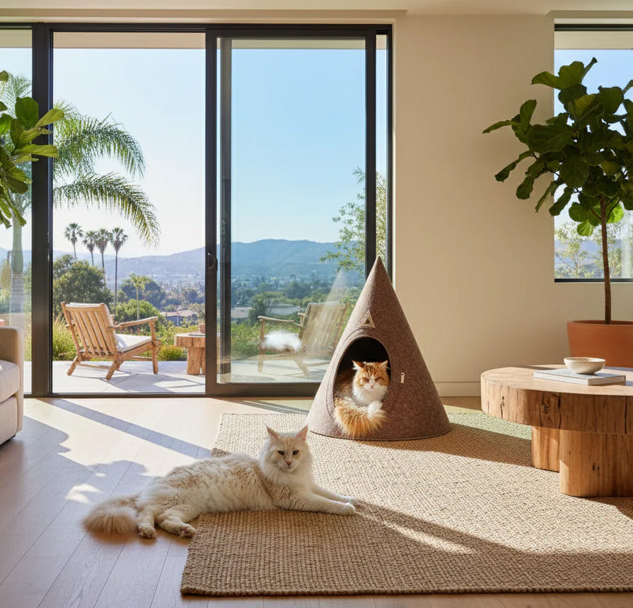 Two maine coon large cats in a modern living room with a large sliding glass door, plants, and a wooden table.