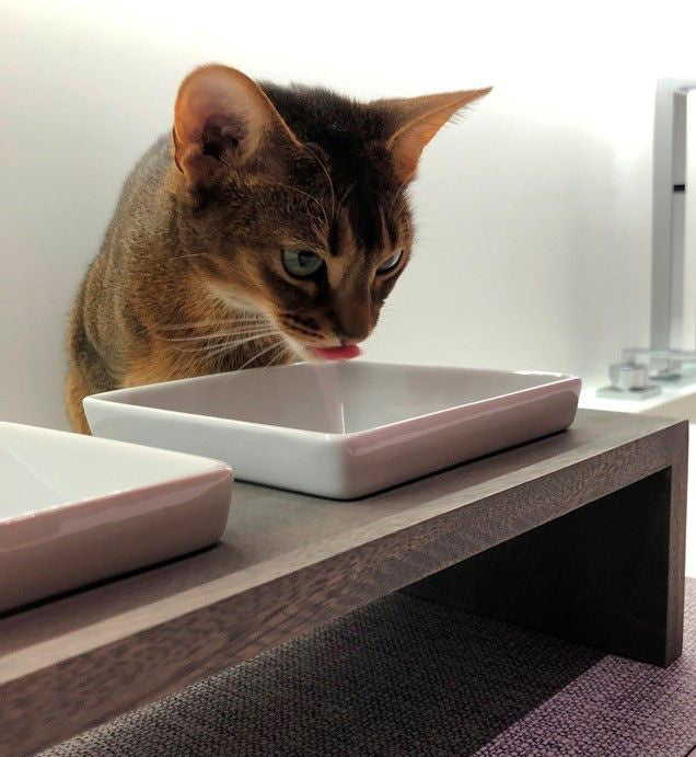 cat drinking water from porcelain bowls with wood stand