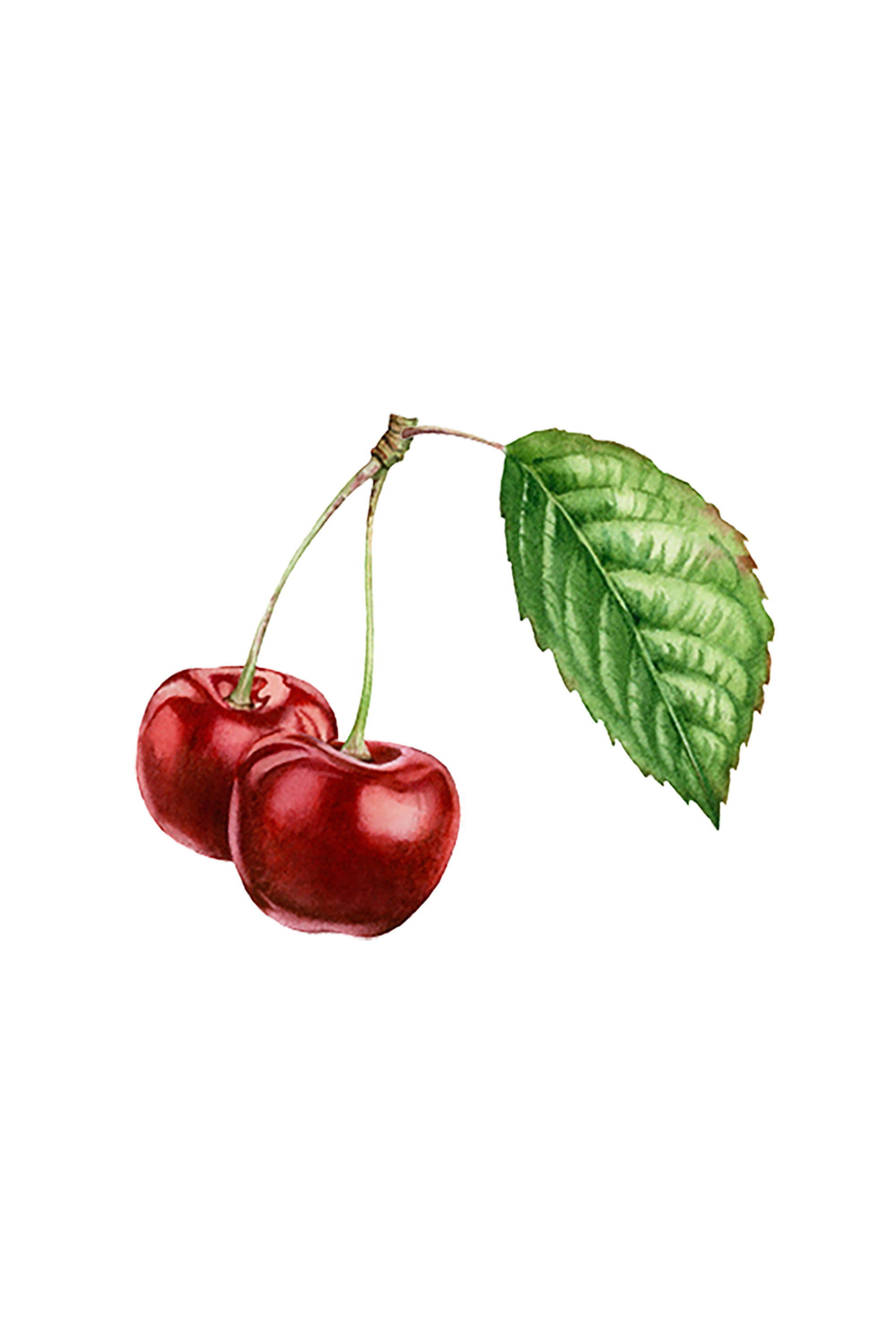 Cherry (Bitter Almond) Essential Oil