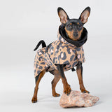 Chihuahua small dog wearing a cute Paikka winter rain jacket