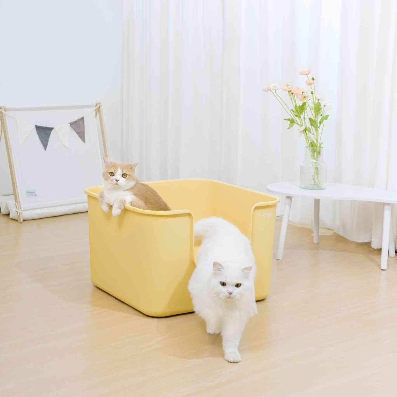 Two cats interacting with a yellow XXL cat litter box in a bright room.