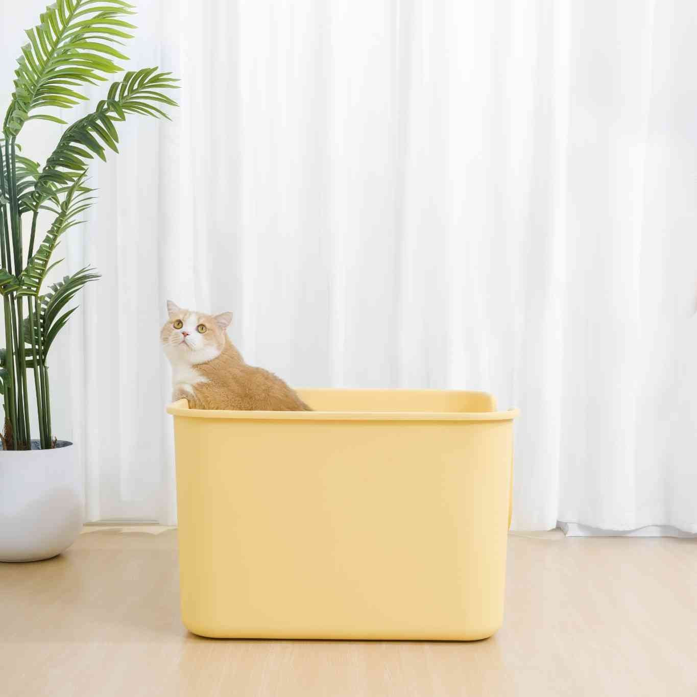 Cat sitting inside a yellow XXL cat litter box with a plant and white curtains in the background