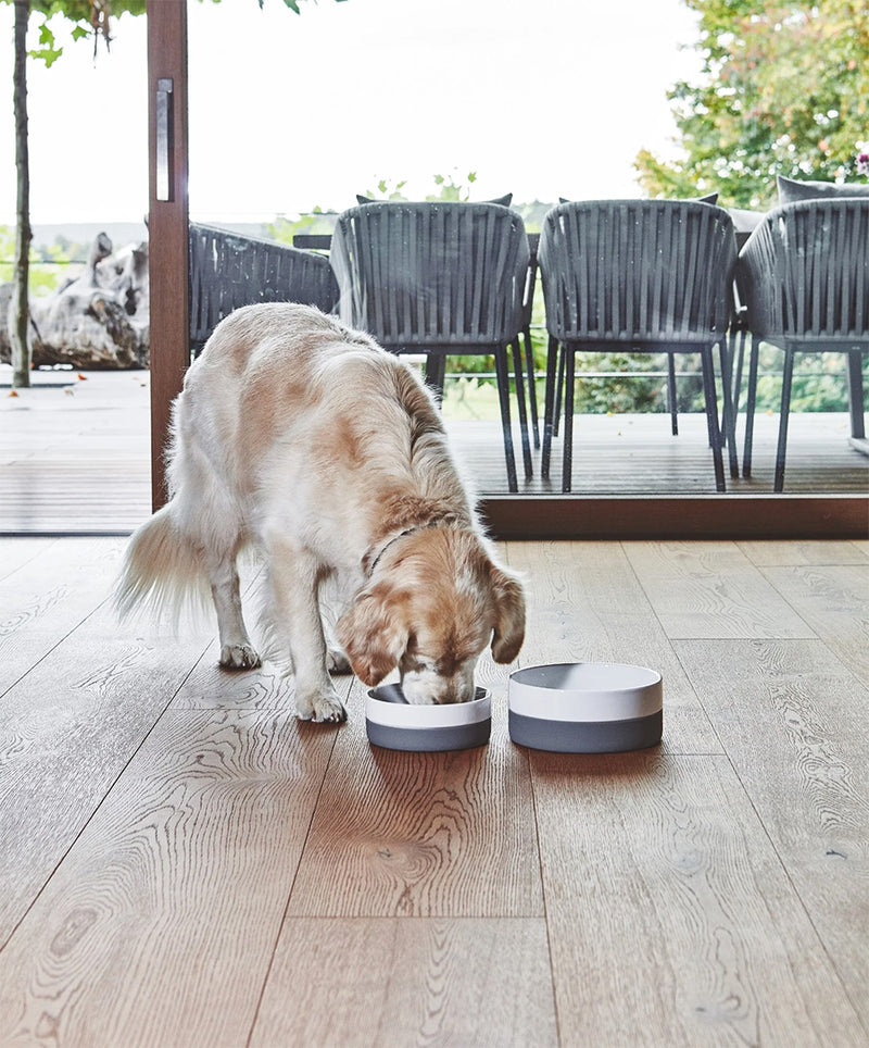 Miacara Coppa Porcelain Dog Bowls - Set of Two