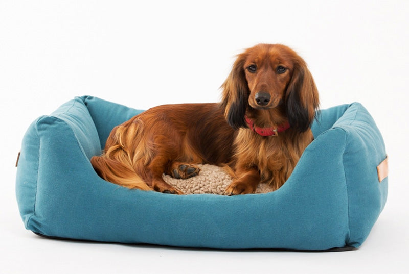 Dachshund dog on Henri luxury dog bed 